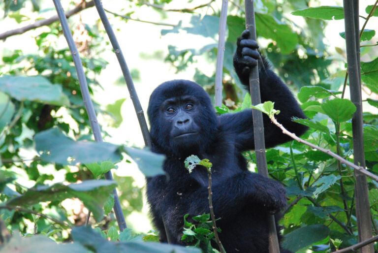 Gorillatrekking, Uganda: da jeg så en bjerggorilla i øjnene
