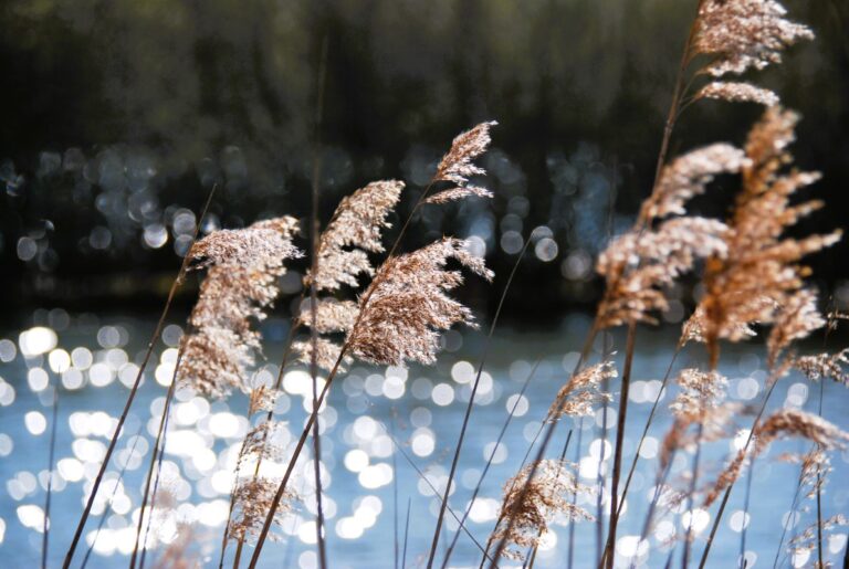 Dejlige Danmark – fuld af skønhed og oplevelser
