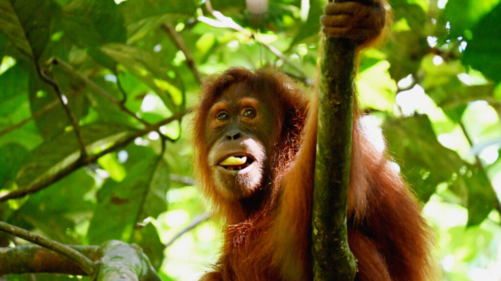 Indonesien: Hjemme hos Orangutangen på Sumatra