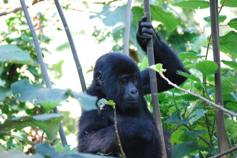 Safari og  Gorillatrek i Ugandas frodighed