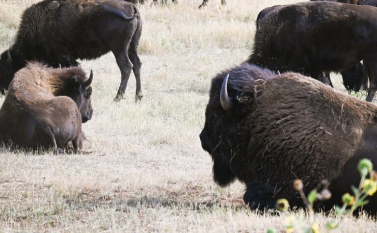 Wildlife Loop og Needles Highway i Custer State Park